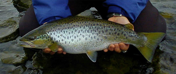 cp8867_fish