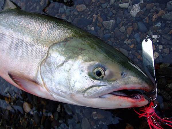 gurugurusfish