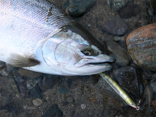 kjfish