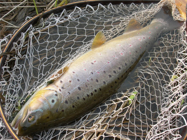 luckfish