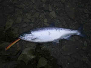 ヒメ46Cm