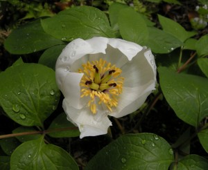 dscn2452a