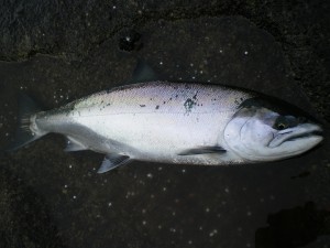 Sちんの釣ったサクラ