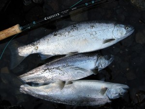 dscn2593a