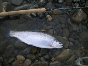 42.3Cmのにじ，体高もあって綺麗でしょ